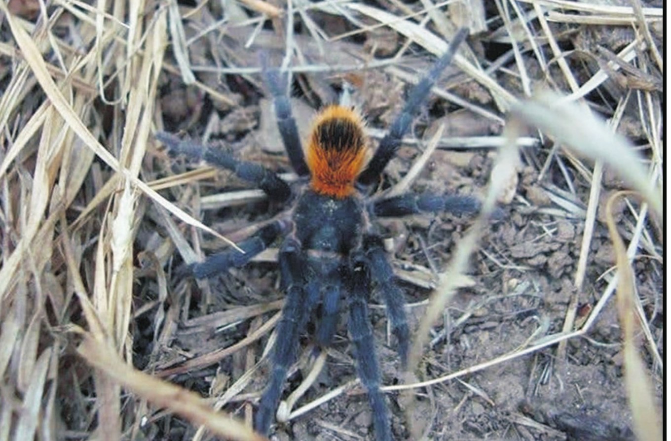 Homoeomma espinozai