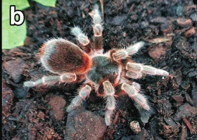 Female