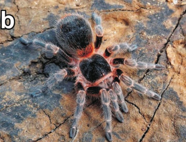 Female