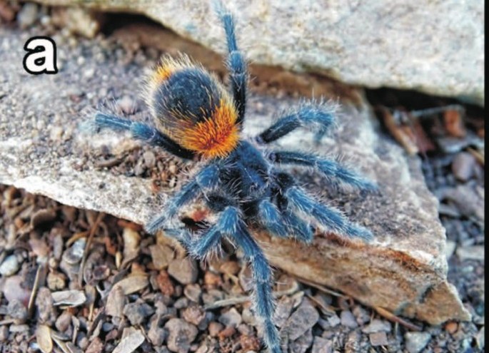 Homoeomma poqui