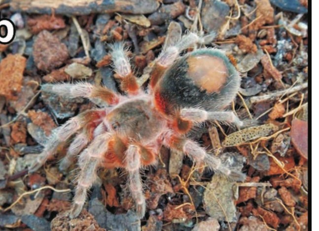 Female