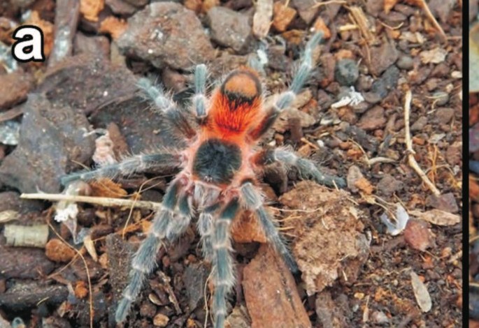 Homoeomma toriyamai