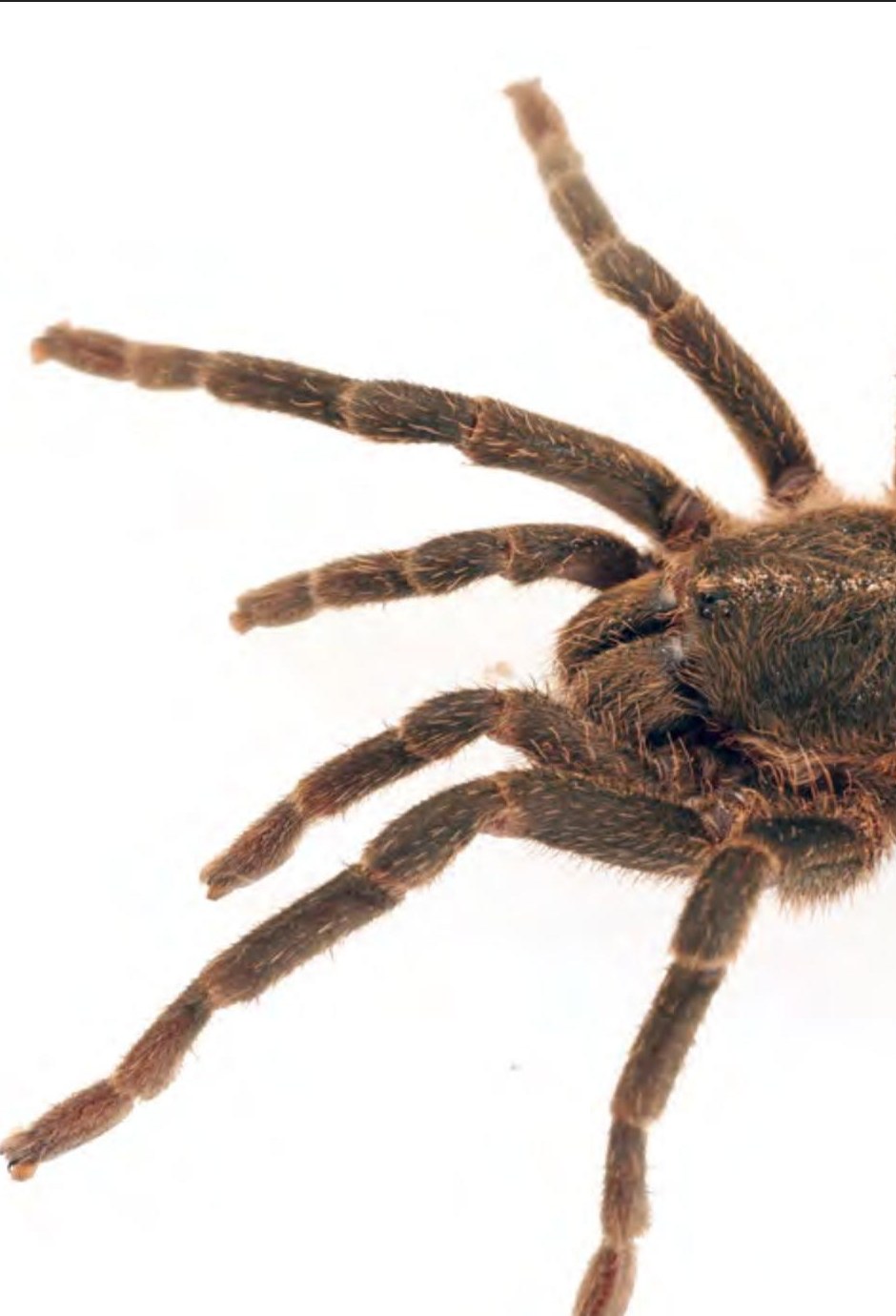 Live specimen