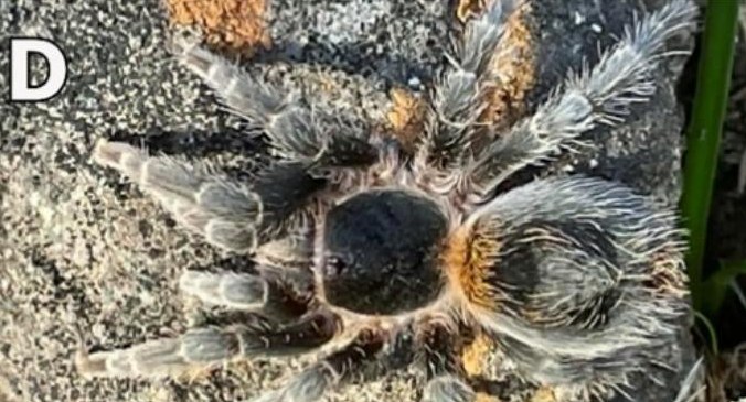 Female