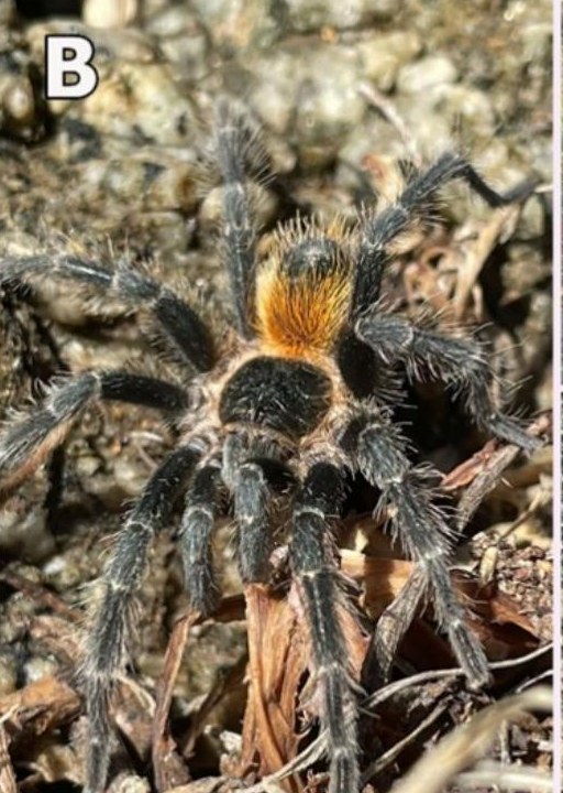 Live specimen