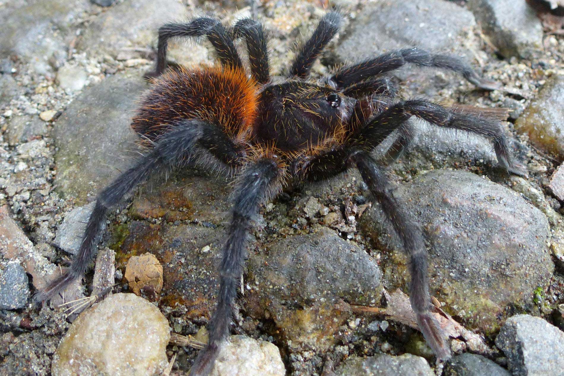 Kankuamo marquezi