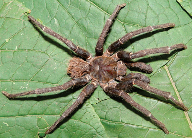 Male