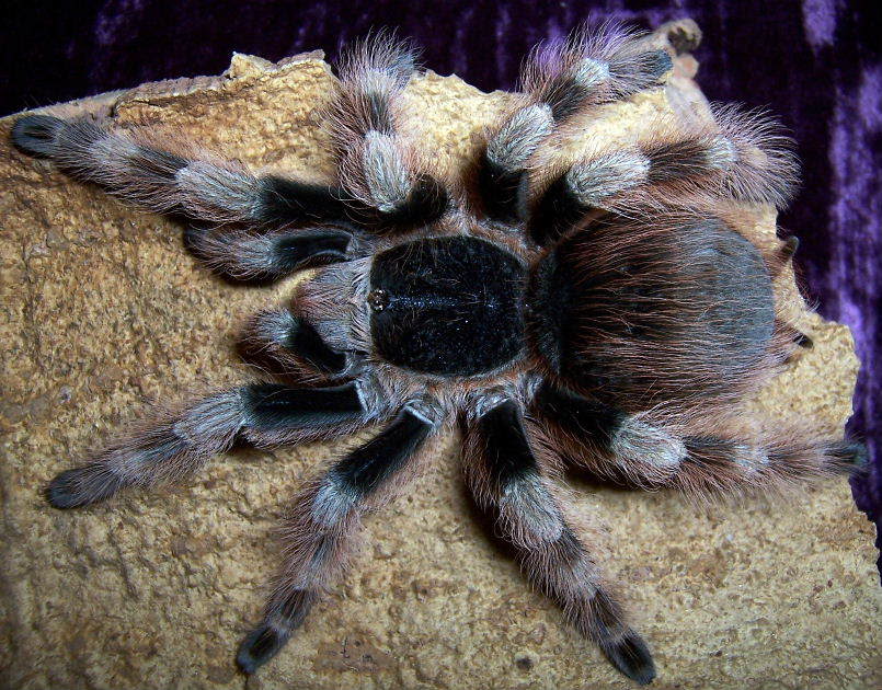 Nhandu coloratovillosus