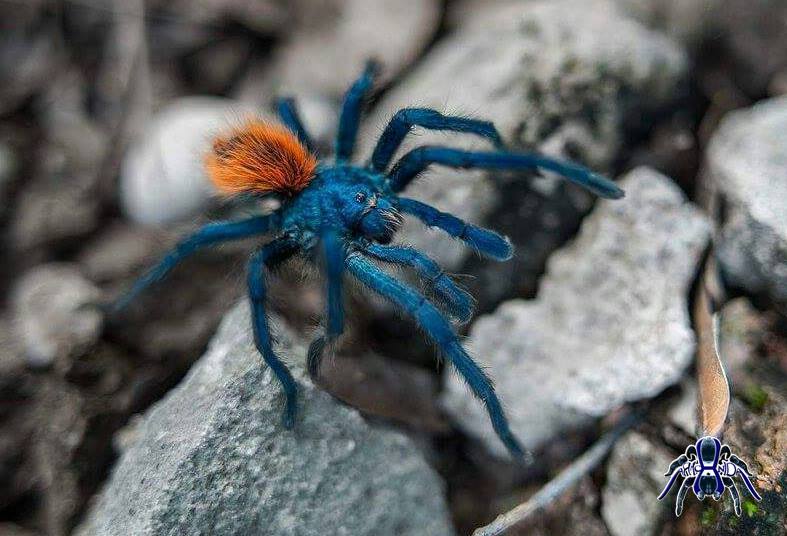 Aphonopelma mooreae