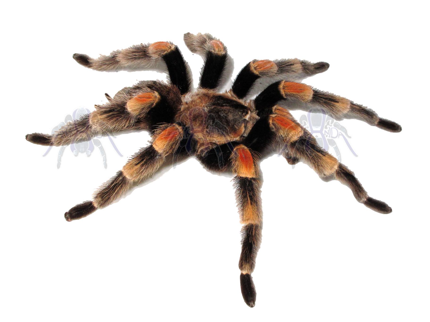 Brachypelma hamorii