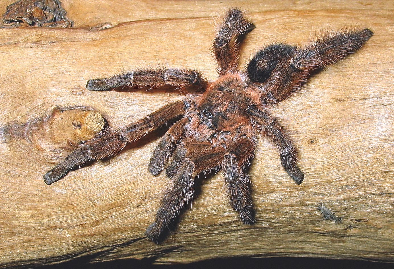 Male