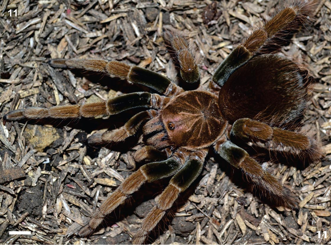 Female