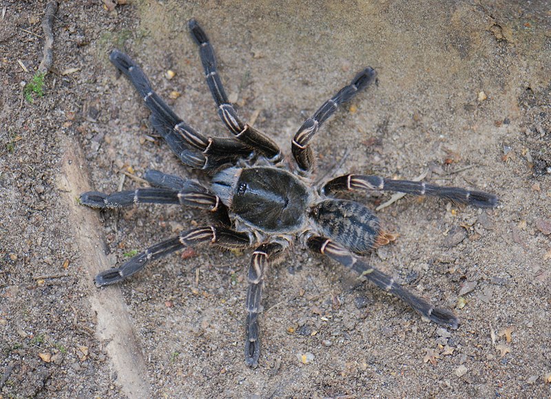 Cyriopagopus vonwirthi