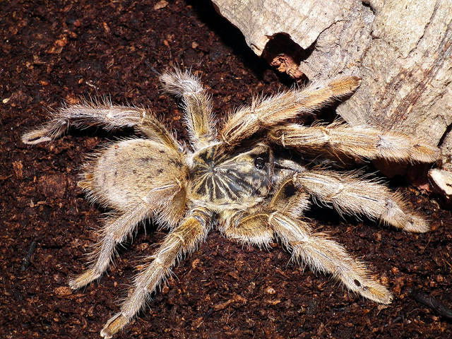 Augacephalus ezendami