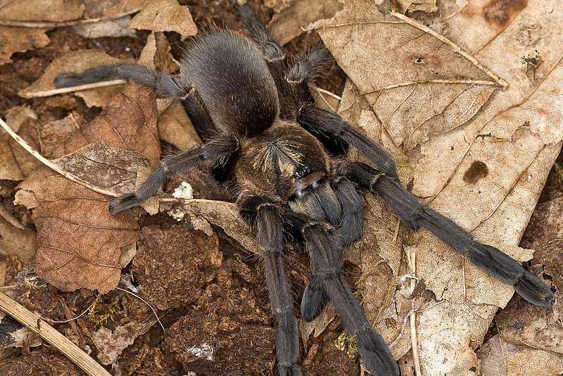 Haploclastus nilgirinus