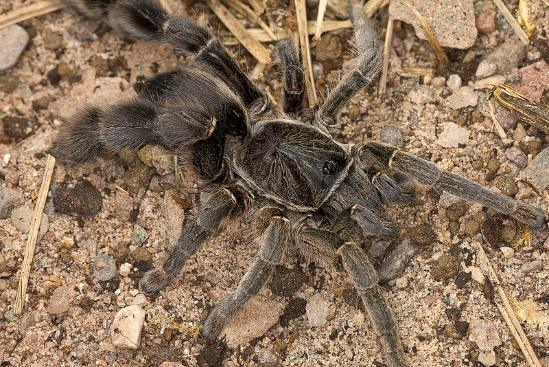 Eucratoscelus pachypus