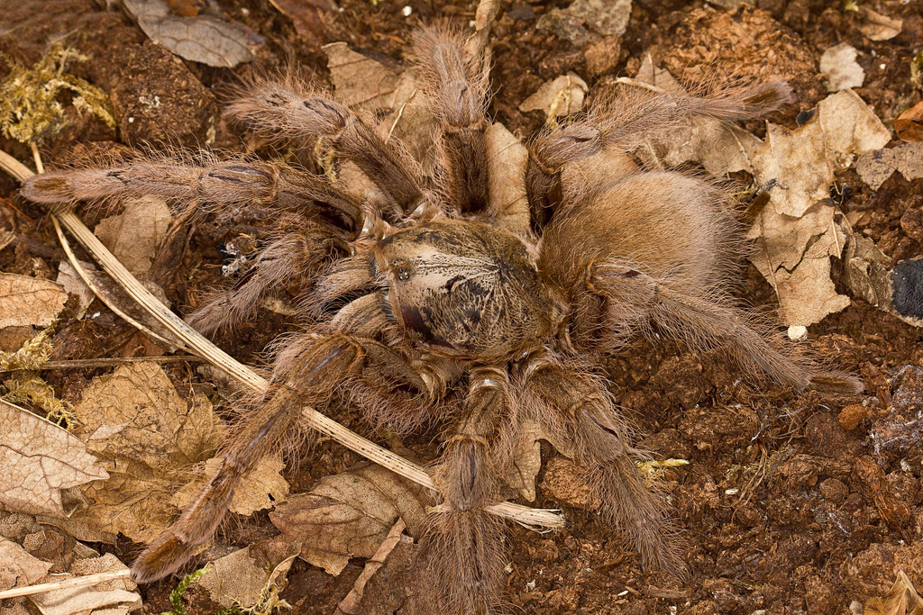 Female
