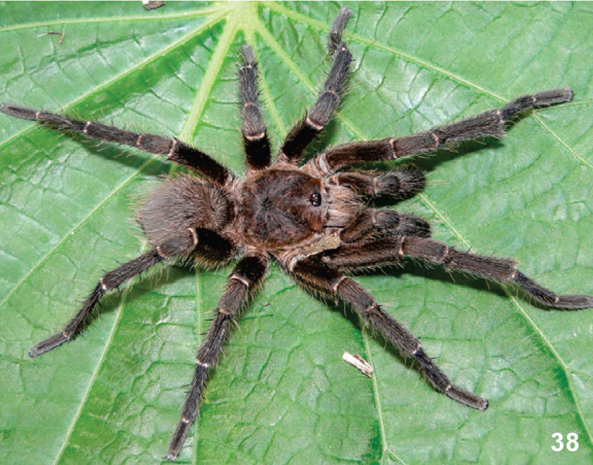 Male