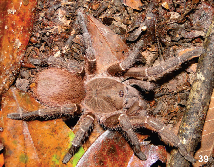Acanthoscurria insubtilis