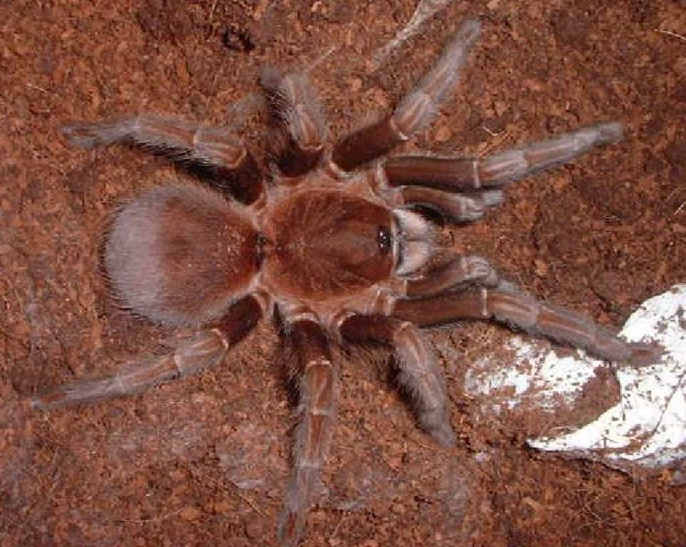 Acanthoscurria maga