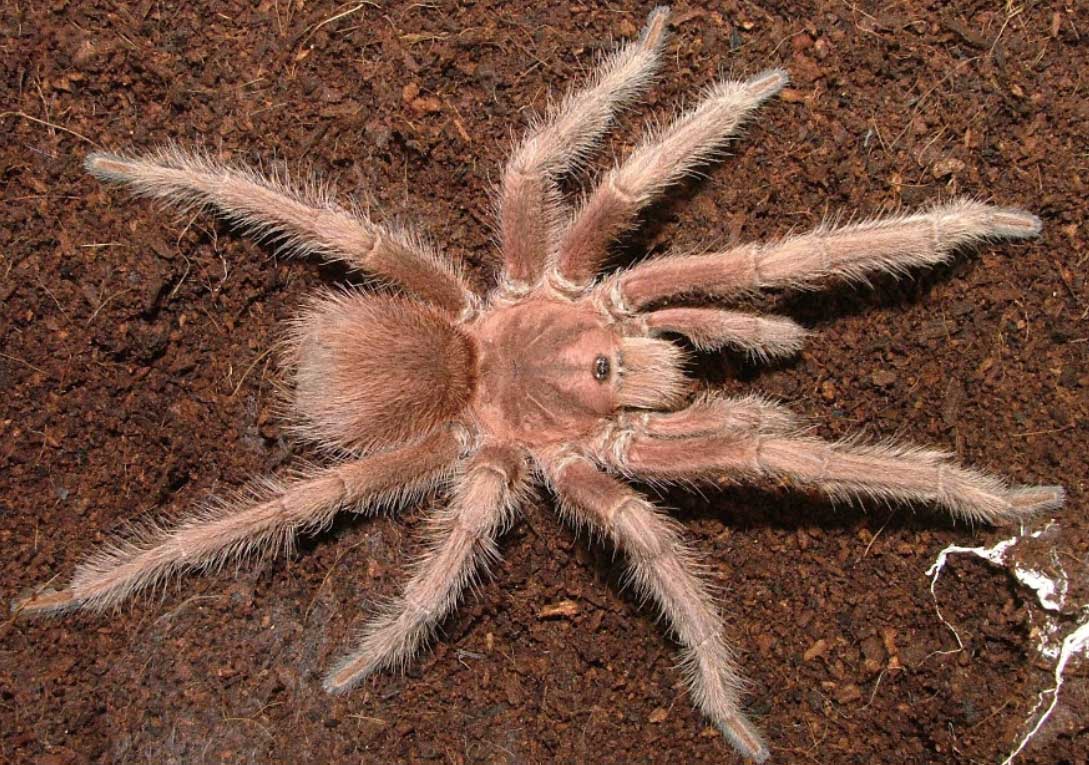 Male