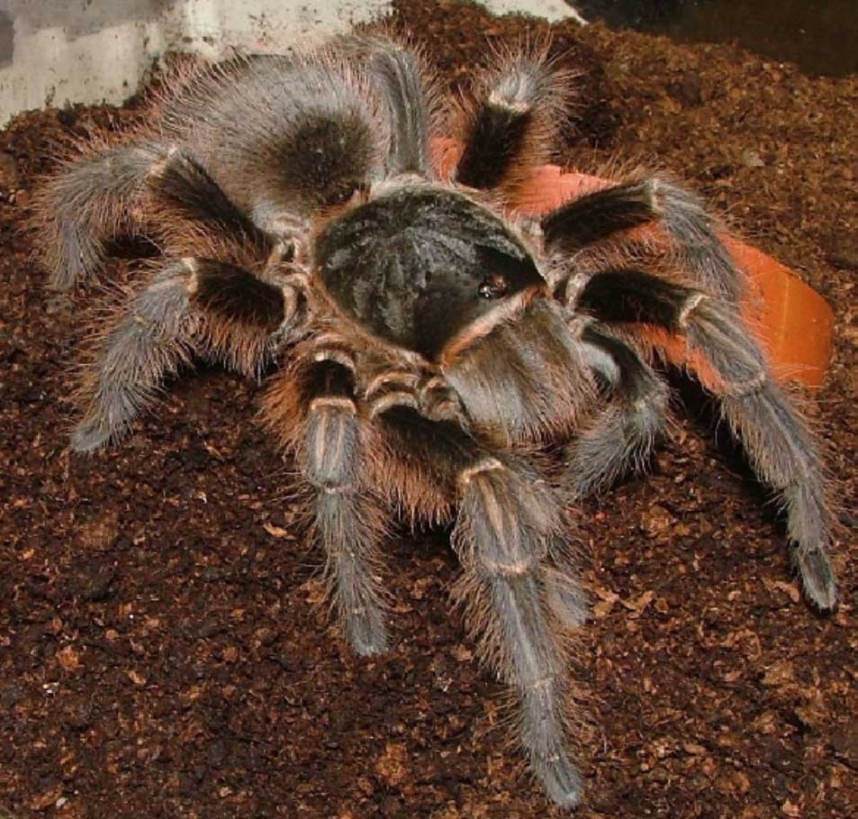 Acanthoscurria musculosa