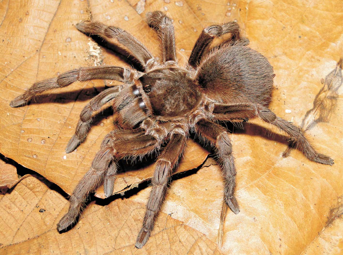 Acanthoscurria natalensis