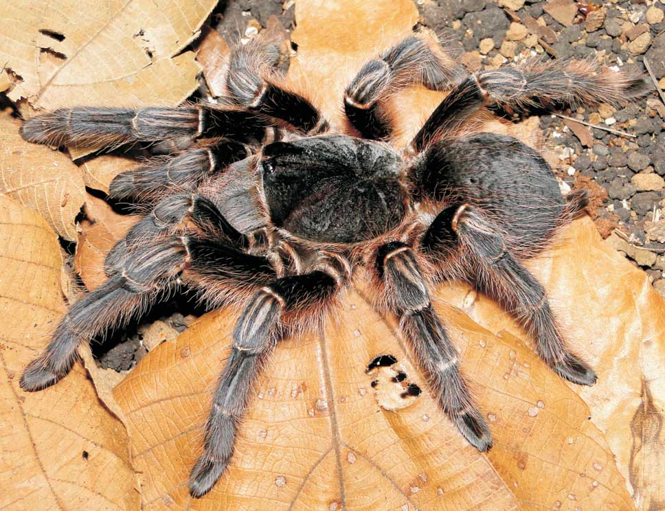 Acanthoscurria paulensis