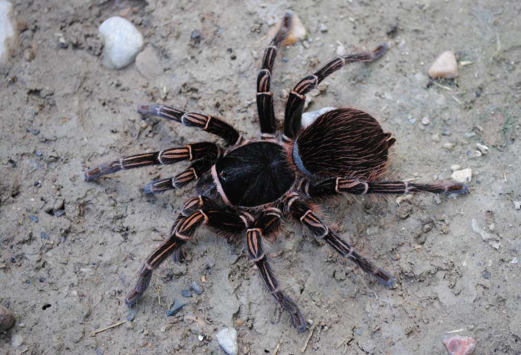 Acanthoscurria simoensi
