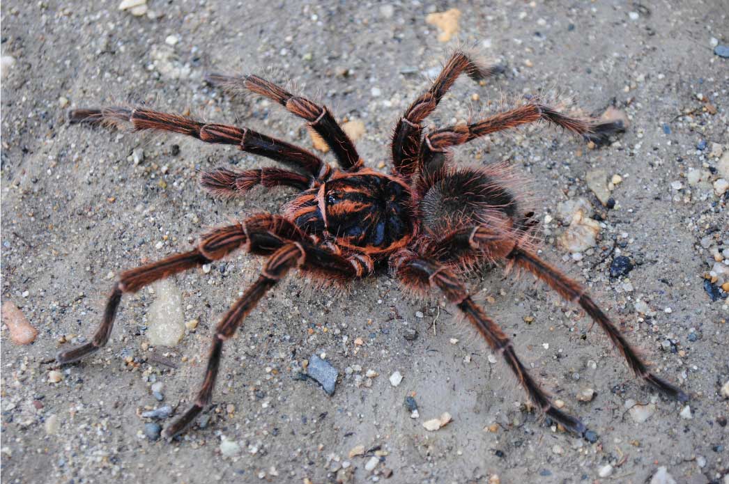 Male