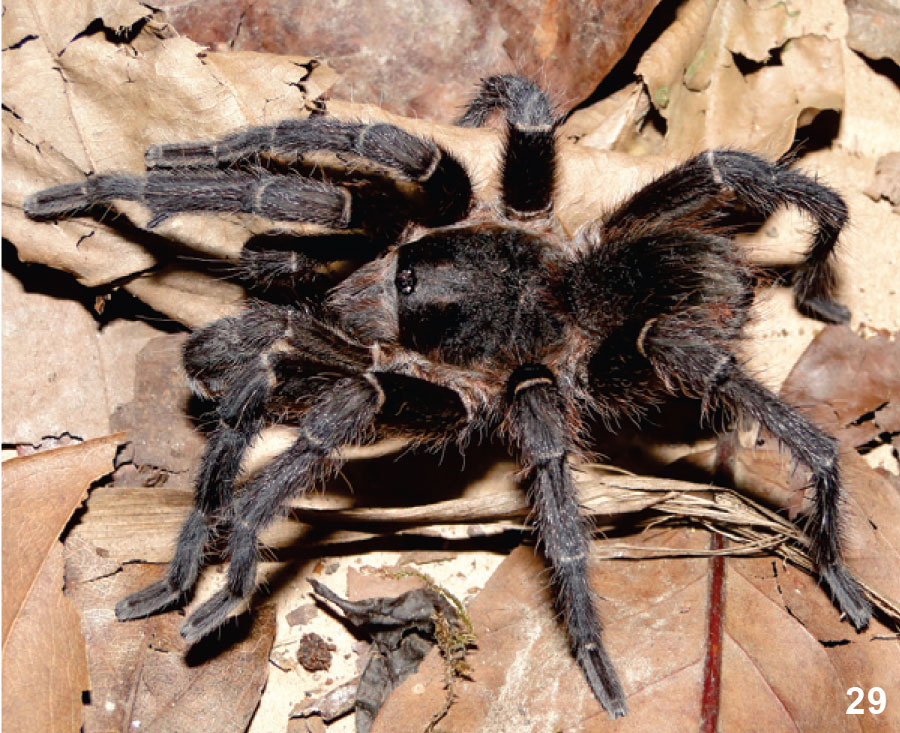 Male