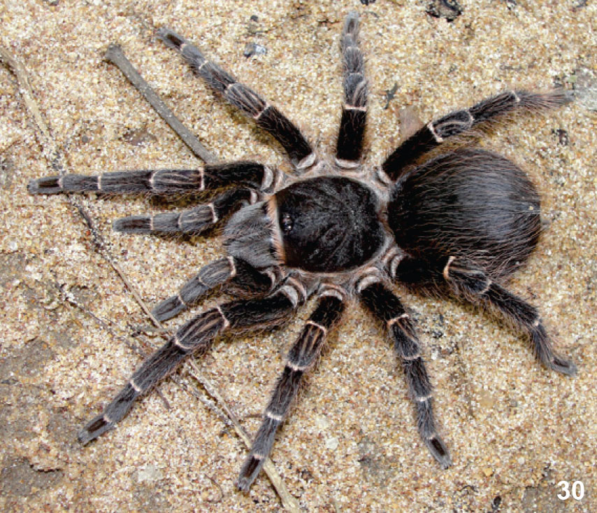 Acanthoscurria theraphosoides