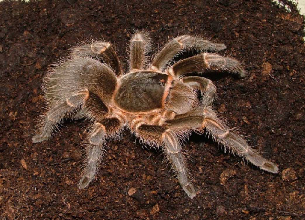 Acanthoscurria cordubensis