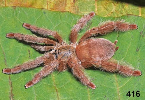 Amazonius germani