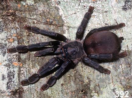 Female