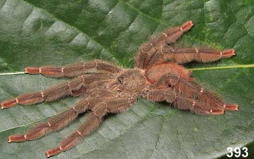 Amazonius giovaninii