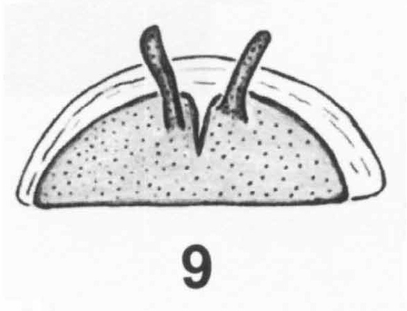 Spermathecae