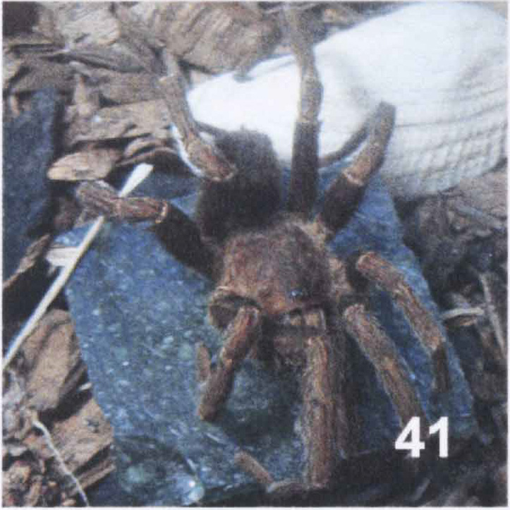Male