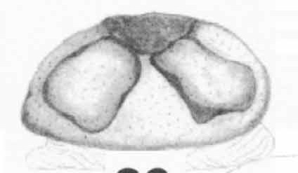 Spermathecae