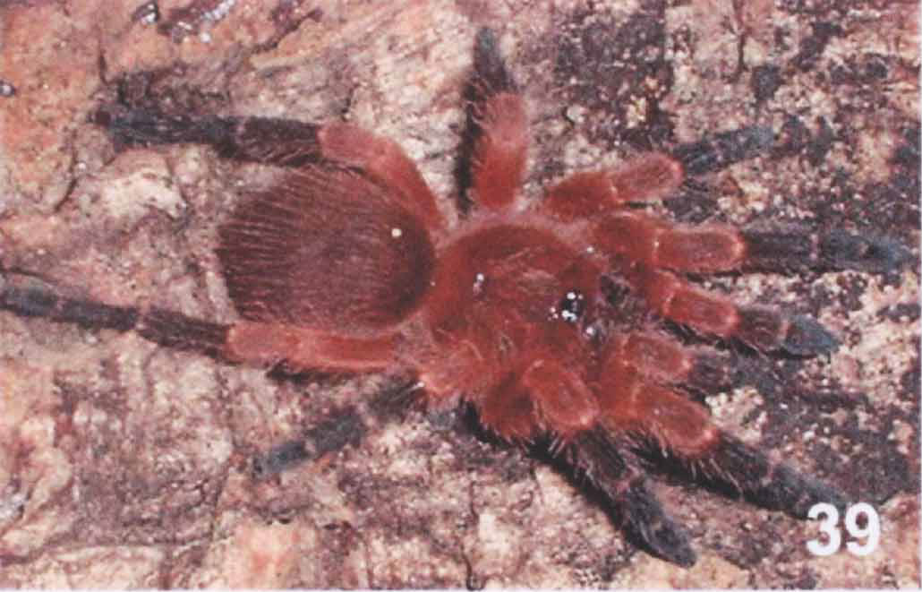 Female