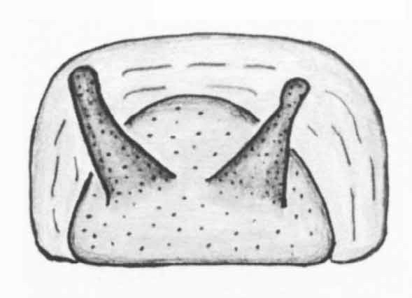 Spermathecae