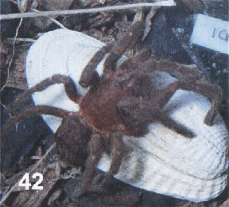 Female