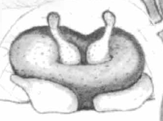 Spermathecae