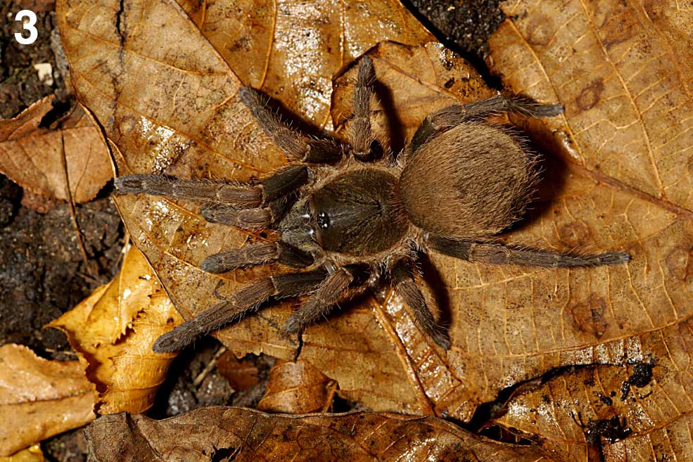 Female