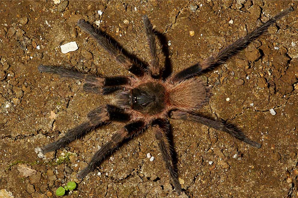 Male