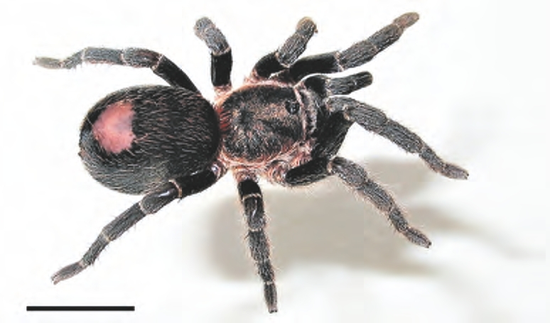 Female