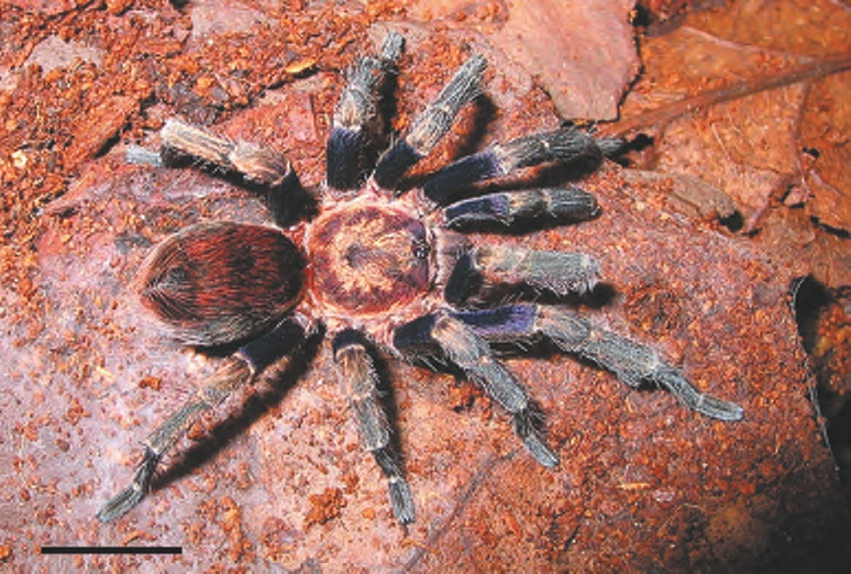 Antikuna cernickai