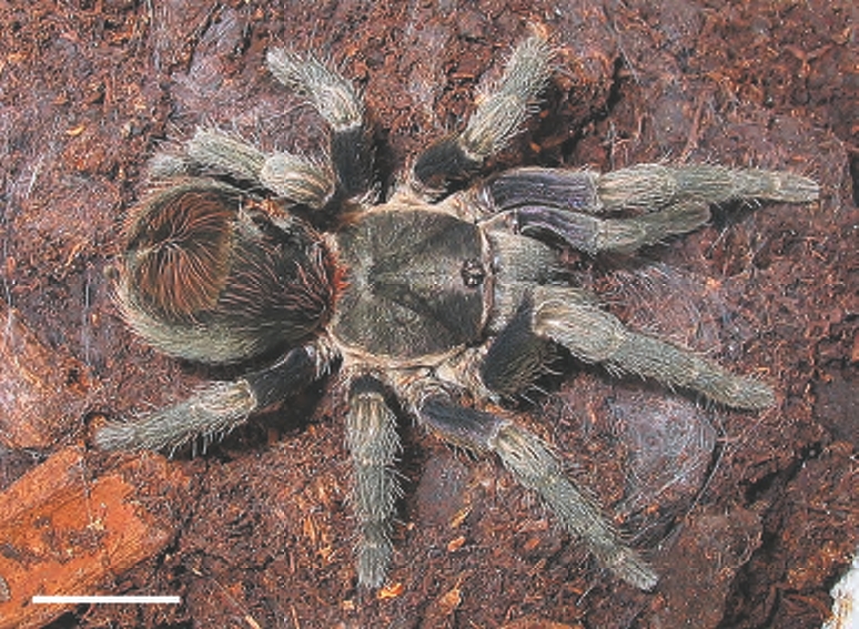 Antikuna cimrmani