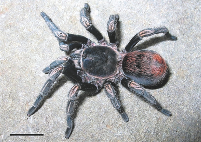 Female
