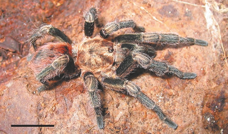 Male